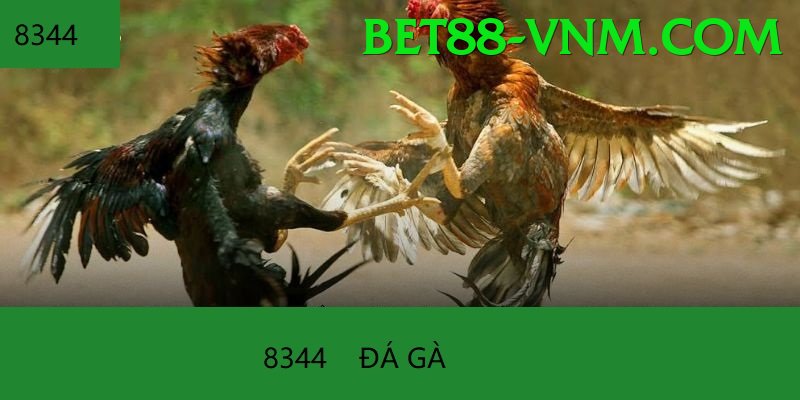 Đá Gà Trực Tiếp - Ưu đãi đặc biệt